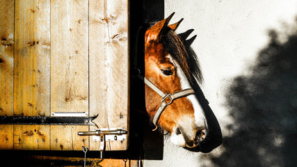 Cheval sortant la t&ecirc;te de son box