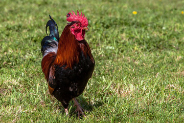 Coq dans le pré