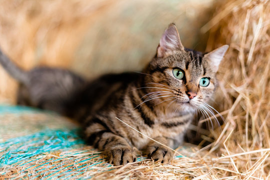 Chat dans la paille