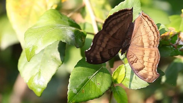 Exotic tropical insects in the terrarium of Thailand. Insects of Asia