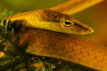 Oriental Whip Snake (Ahaetulla prasina)