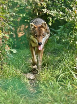 Eurasian wolf face to face in nature habitat in bavarian forest, national park in eastern germany, european forest animals, canis lupus lupus