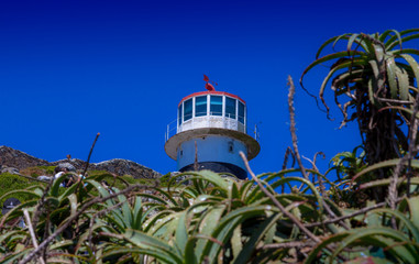Phare et cactus de Cape Point