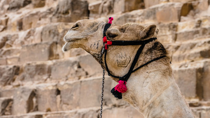 Gros plan de chameau devant les pyramides