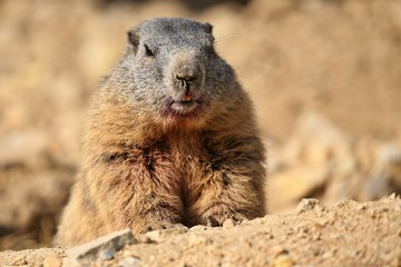 Beautiful marmot on the rocky area in the great mountain, Marmota marmota.