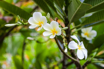 Fleurs et plantes exotiques