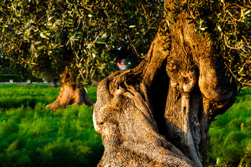 Tronc d'olivier dans les Pouilles en Italie