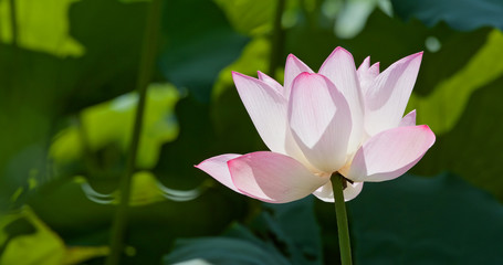 Obraz premium Lotus flower pond