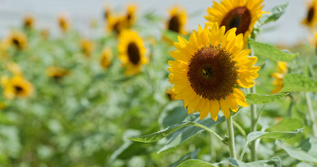 Sunflower field garden