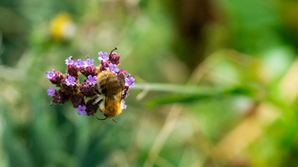 Abeille en plein travail sur les fleurs
