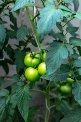 Unripe tomatoes in homemade greenhouse.