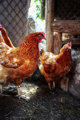 Chickens on the farm. Toned, style, color photo.