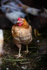 Chickens on the farm. Toned, style, color photo.