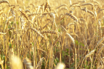 Wheat on the field. Plant, nature, rye