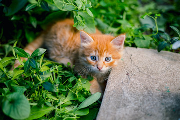 Naklejka na ściany i meble Cute red kitten in the grass