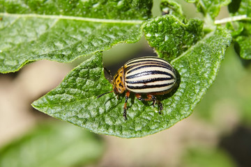 Adult striped Colorado beetle eating young green potato leaves. Invasion of pests on farmland. Parasites destroy a crop in the field. Selective focus