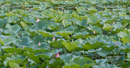 Lotus lake pond