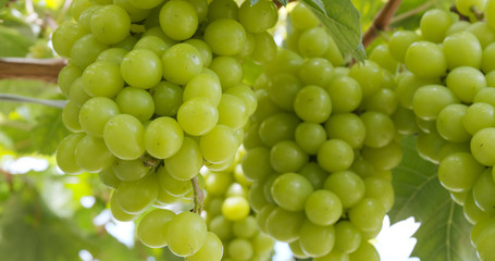 Green grape farm