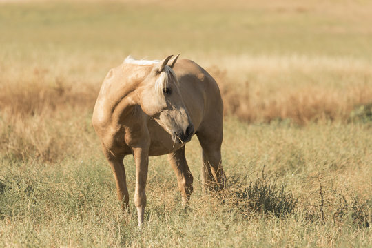 Caballo