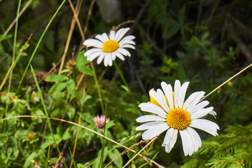 Obraz premium Dandelion. Chamomile. Wild wildflowers