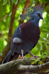 KL Bird Park