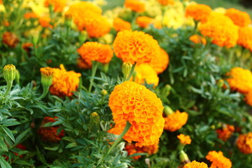 Tagetes