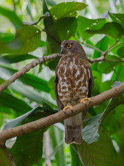 Brown Hawk Owl perch on the tree in nature