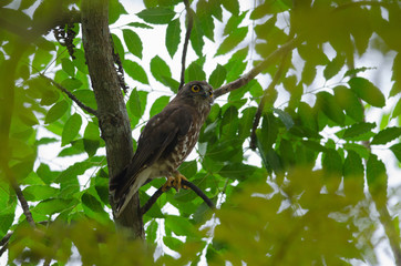 Brown Hawk Owl perch on the tree in nature