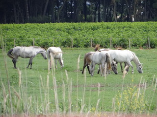Obraz na płótnie Canvas Les chevaux camarguais