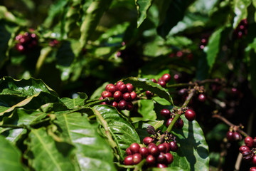 Coffee tree with coffee bean on cafe plantation. Agriculture concept.