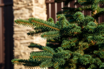 green fir branches