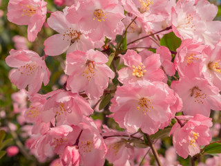 Close-up of colorful pink peach blossoms on sunny day