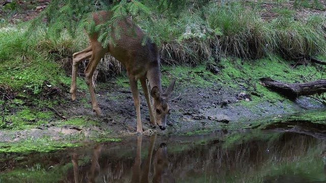 Roe deer in forest, Capreolus capreolus. Wild roe deer drinking water from the pond