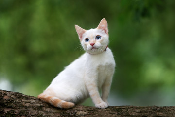 Naklejka na ściany i meble beautiful red point kitten with blue eyes posing outdoors
