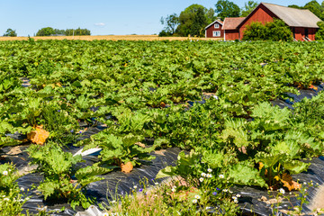 Fototapeta na wymiar Summer rhubarb field with plastic cover over soil. Location Vaversunda, Sweden.