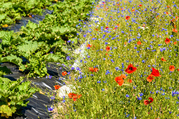 Meadow with blooming cornflower (Centaurea cyanus), poppy (Papaver) and oxeye daisy (Leucanthemum vulgare). Here beside a rhubarb field.
