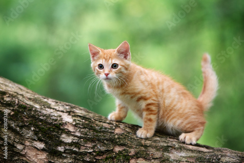 Red Tabby Kitten Posing On A Tree Outdoors Stock Photo And