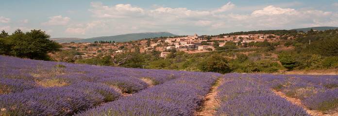 Lavender fields in Provence 
