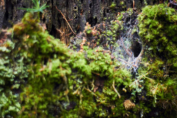 Forest painting. Grass and Trees in a mountain forest. The beauty of greenery. Preview for the blog. Banner. Screensaver on the screen.