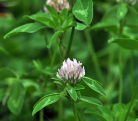 Flowers, stem and red clover leaves