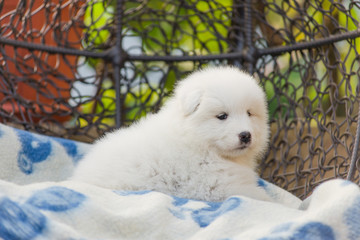 cute Samoyed puppy lies in an armchair in the yard