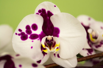 Beautiful orchid background