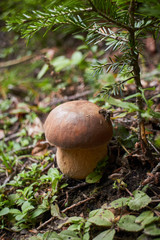 Porcini. Edible wild mushrooms. The power of intention. Energy of nature.