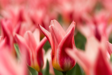 Tulip flower close-up