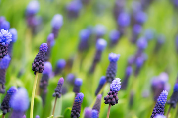Spring Muscari flowers