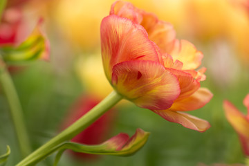 Tulip flower close-up