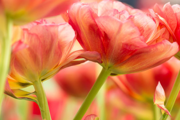 Tulip flower close-up