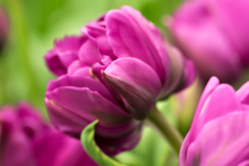 Fototapeta premium Tulip flower close-up