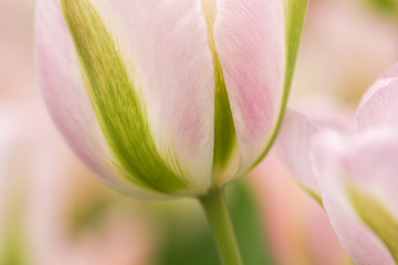 Fototapeta premium Tulip flower close-up