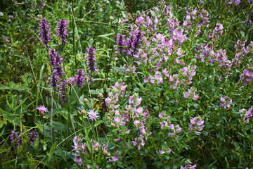 Obraz premium Mountain flower. Wildflowers. A unique flower. Flowers in the mountains of the Carpathians.